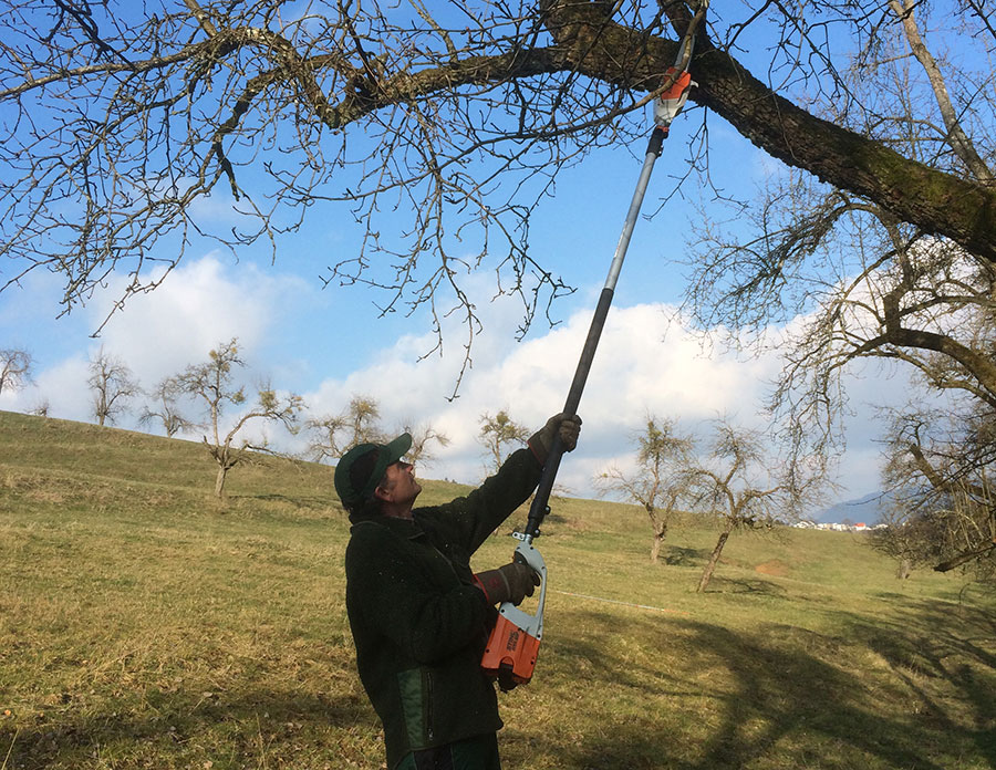 Obstbaumschnitt